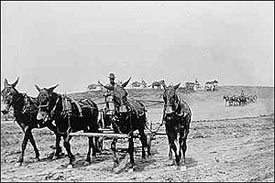 Mules pull a plow during early levee construction